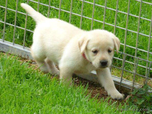 Don Chiots labradors femelle et mâle disponible