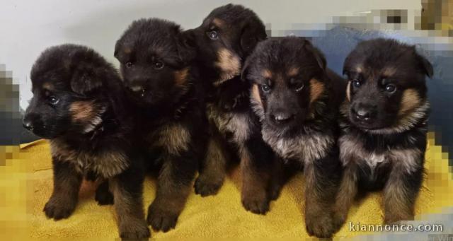 chiots Berger allemand femelle et mâle a donner