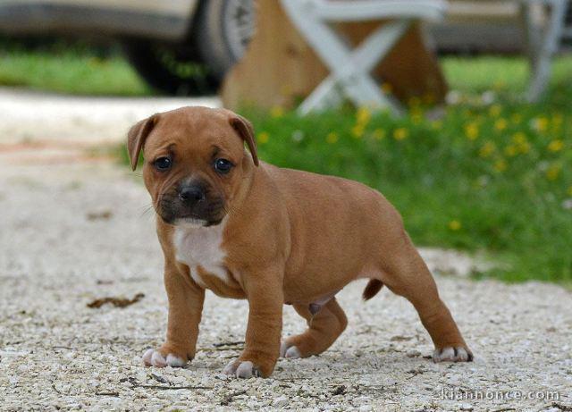 Chiots Staffordshire Bull Terrier ( staffie) a donner
