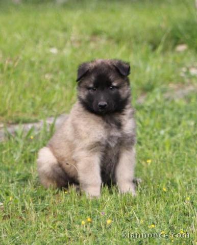 chiot berger belge  a donner