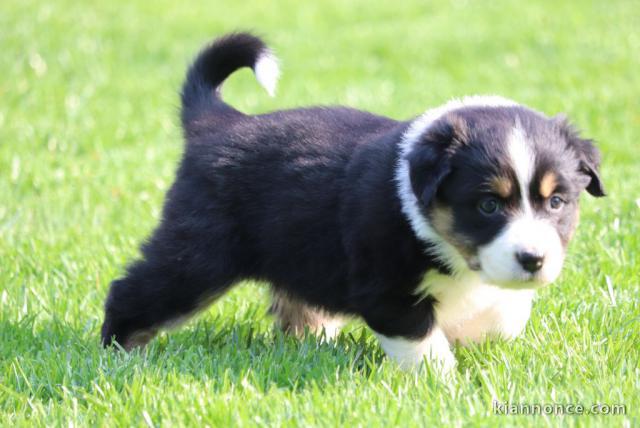 chiots berger australiens a donner