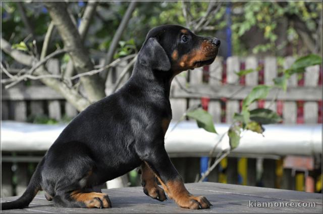 Dobermann chiots à vendre