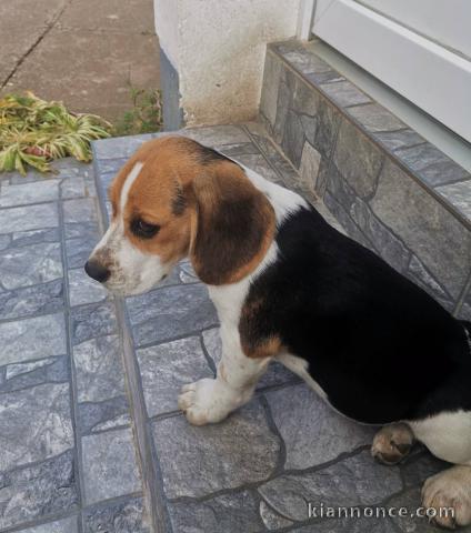 Beagle chiots à vendre