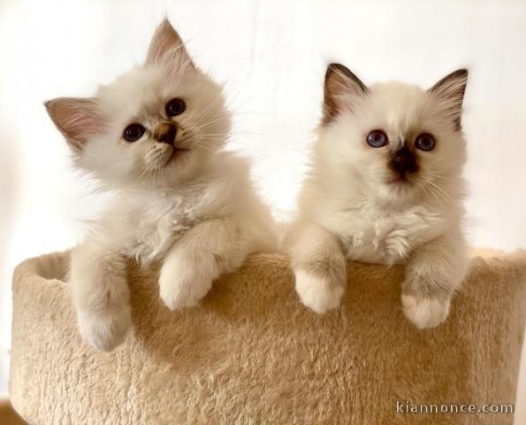 chaton sacré de birmanie a donner