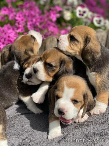 SUPERBE CHIOTS BEAGLE DISPONIBLE DE SUITE 