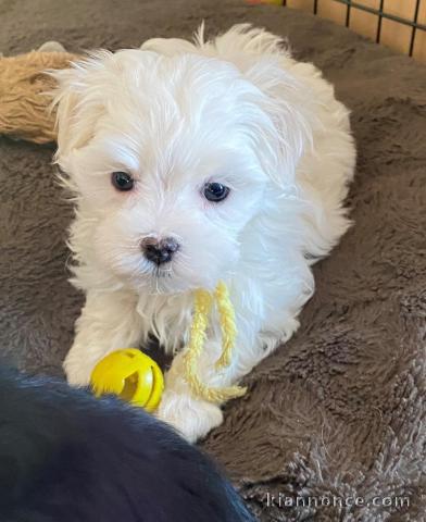 Magnifiques chiots Bichon Maltais