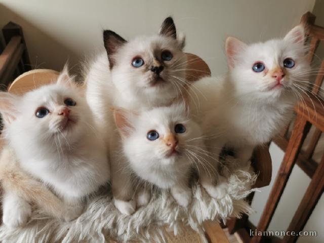 Dons chatons Sacré de Birmanie