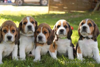 SUPERBE CHIOTS BEAGLE DISPONIBLE DE SUITE 