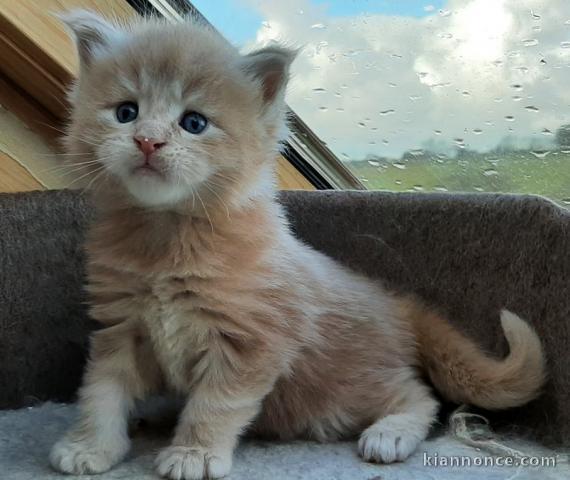 Chaton Maine coon pour adoption