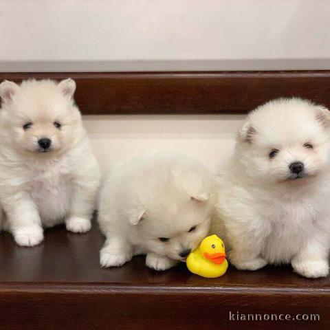 Magnifique chiots Spitz Poméranie