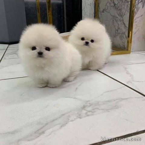 Magnifique chiots Spitz Poméranie