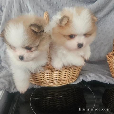 Magnifique chiots Spitz Poméranie