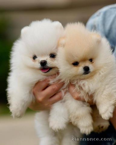 Magnifique chiots Spitz Poméranie