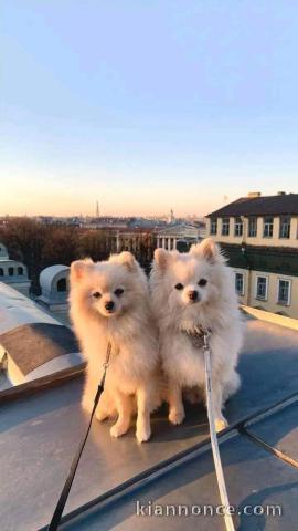 Magnifique chiots Spitz Poméranie