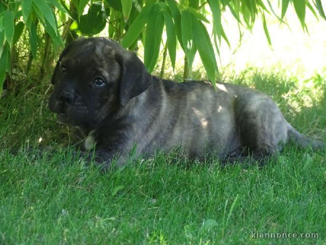 chiots bullmastiff lof a donner