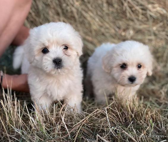 Chiot coton de tulear LOF a donner