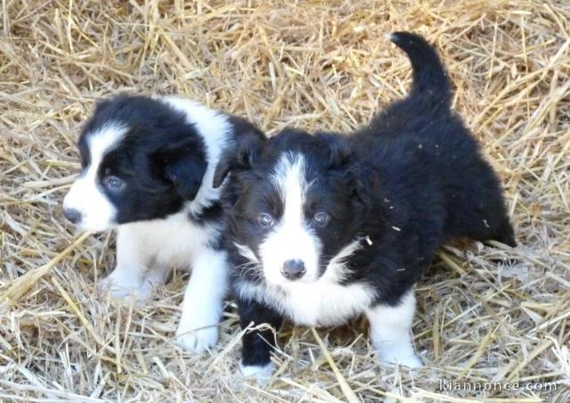 chiots Border collie a donner