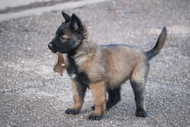 chiot berger belge  a donner