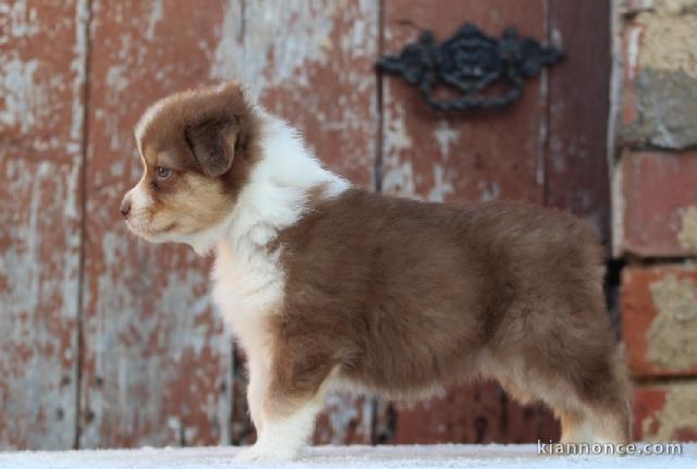 chiot berger australiens a donner