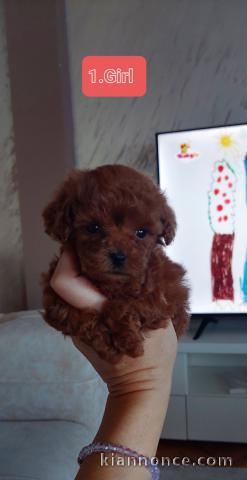 CANICHES chiots de première classe