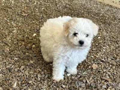 magnifique chiots bichons fraise à adopter 