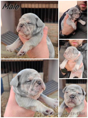 Bulldog français Standard et Exotique