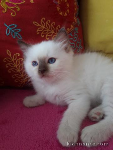 Disponible de suite pour adoption chatons ragdoll