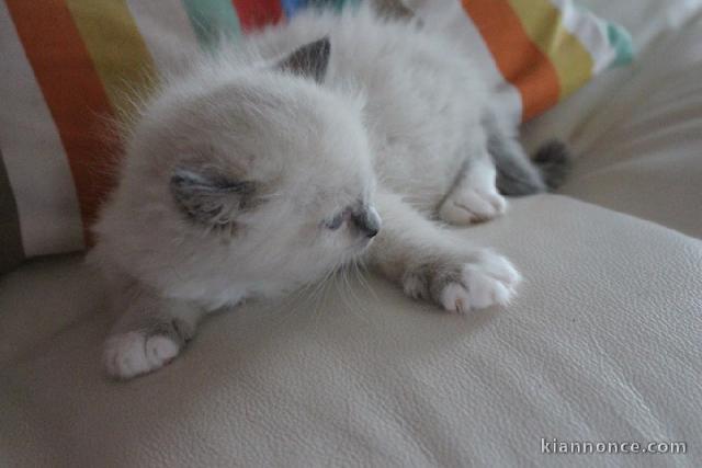 Disponible de suite pour adoption chatons ragdoll