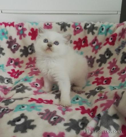 Disponible de suite pour adoption chatons ragdoll