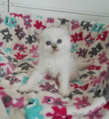 Disponible de suite pour adoption chatons ragdoll