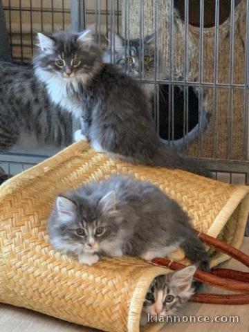 Donne petits chatons Norvegien de 3 mois