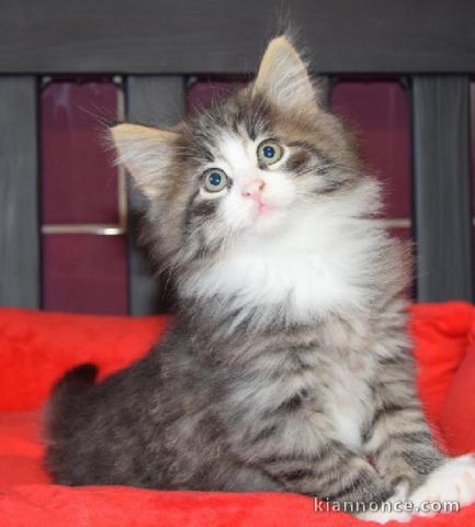 Donne petits chatons Norvegien de 3 mois