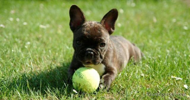 Don de chiots Bouledogue français