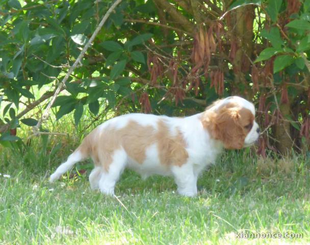 Chiots Cavalier King Charles