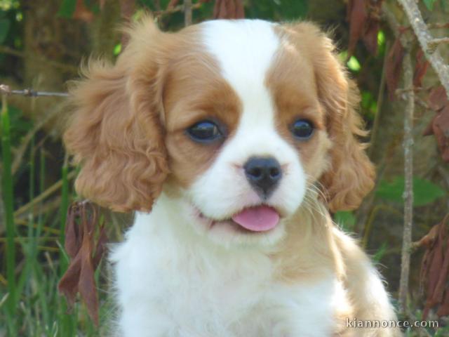 Chiots Cavalier King Charles