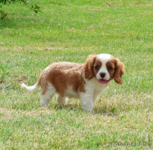 Chiots Cavalier King Charles