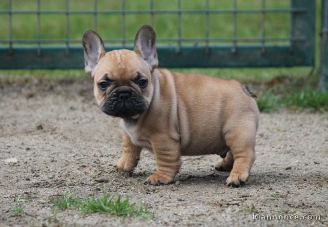 Don de chiots Bouledogue français