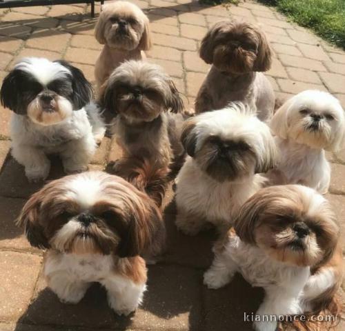 Shih Tzu pour adoption