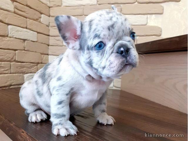 Chiots Bouledogue Français : Bix 