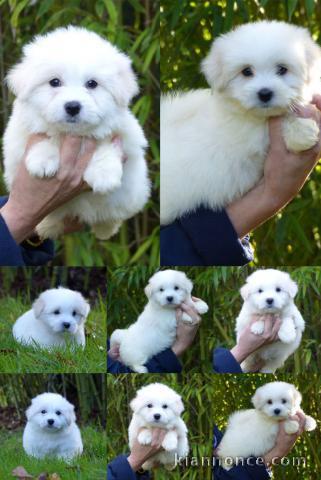 Chiot femelle/mâle coton tuléar à donner