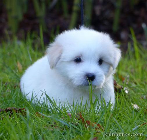 Chiot femelle/mâle coton tuléar à adopter