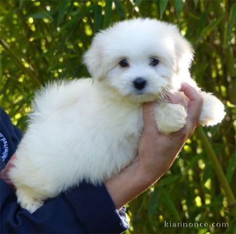 chiot Coton de Tulear a donner