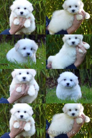 chiot Coton de Tulear a donner