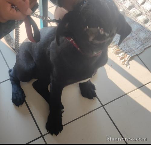 Chienne cane corso de 6 mois 