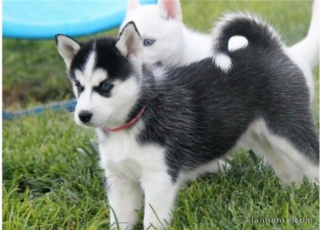 De doux chiots husky sibériens recherchent un foyer