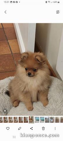 Adopté chiot spitz allemand femelle