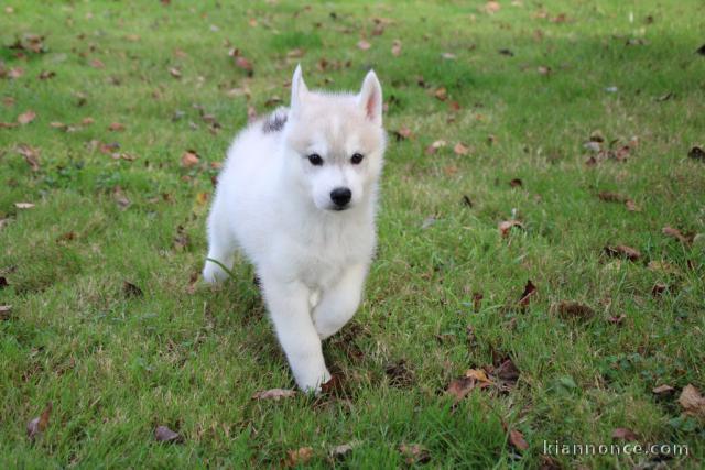 A donner chiot husky siberian femelle/mâle