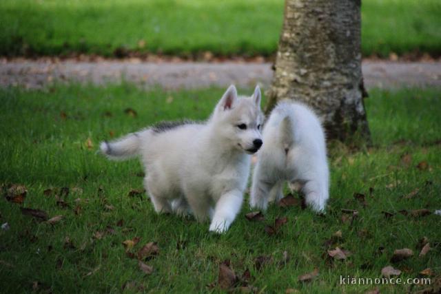 A donner chiot husky siberian femelle/mâle