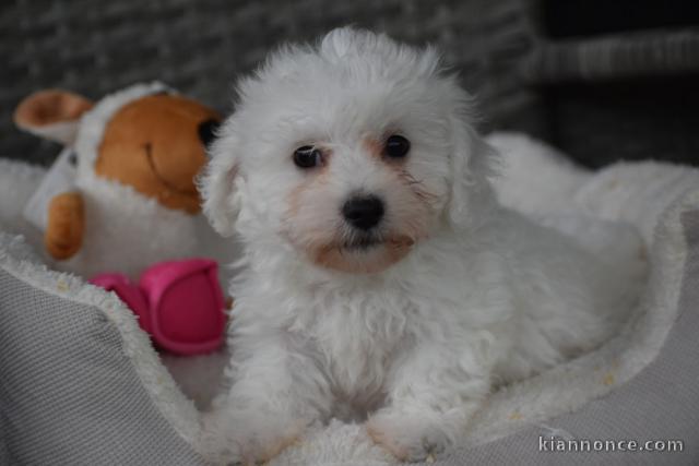 Adorable chiot bichon maltais femelle/mâle à donner