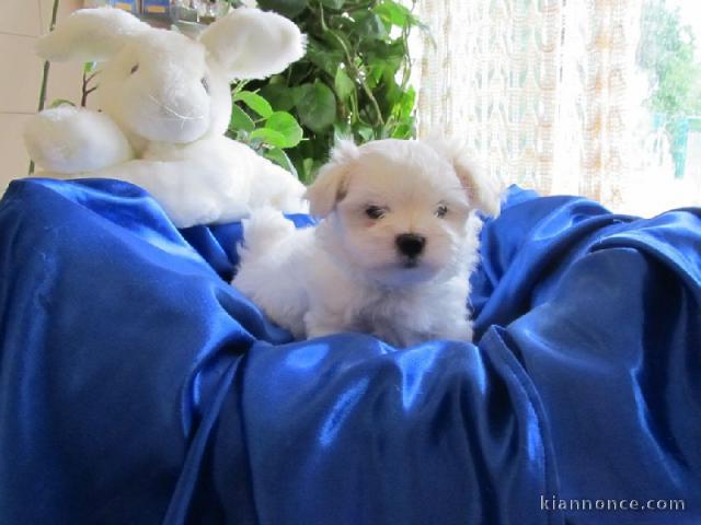 Adorable chiot bichon maltais femelle/mâle à donner